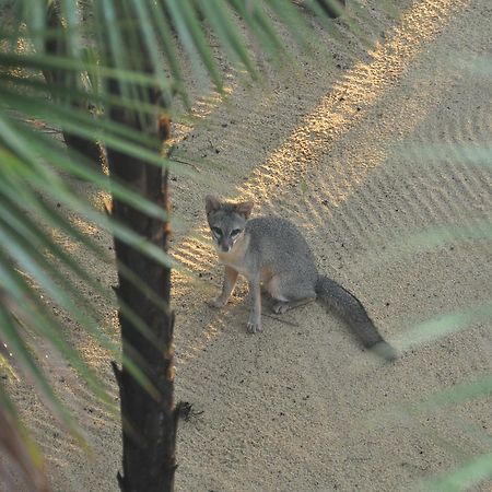 Sabal Beach Monkey River Town Exterior photo