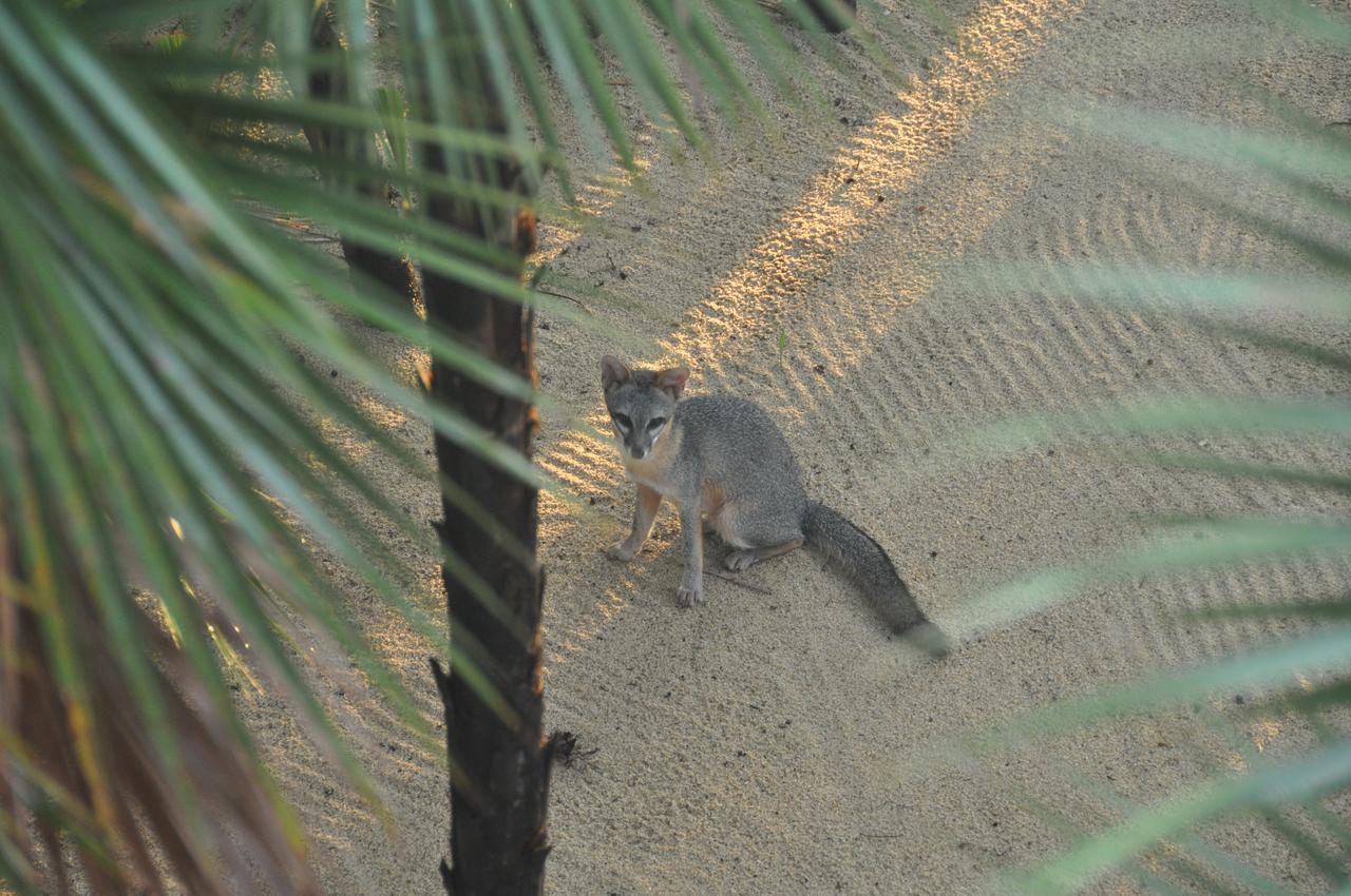 Sabal Beach Monkey River Town Exterior photo